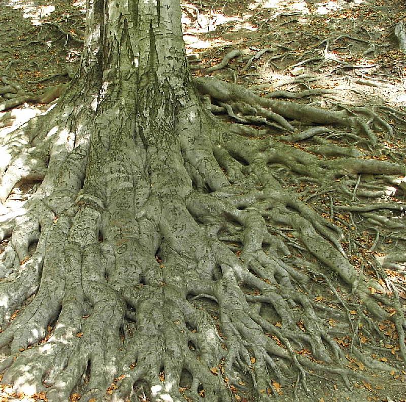 Foto: Hukvaldsk� ko�eny