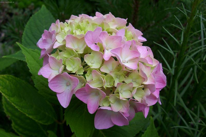 Foto: Hortenzie
