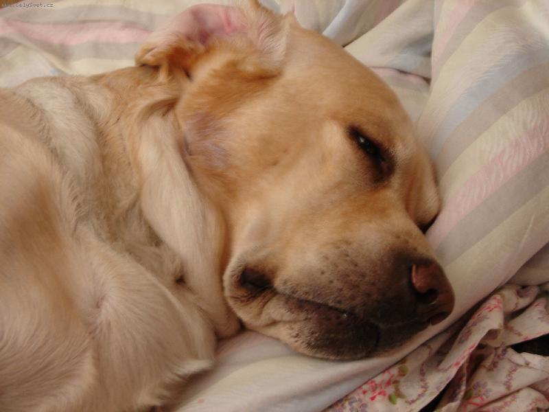 Foto: lucky boy-lucky