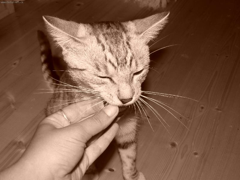 Foto: n� �um��ek