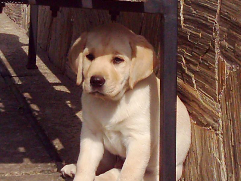 Foto: bojim, bojim