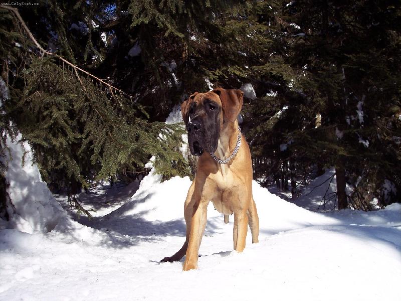Foto: AIRIS-ZIMA
