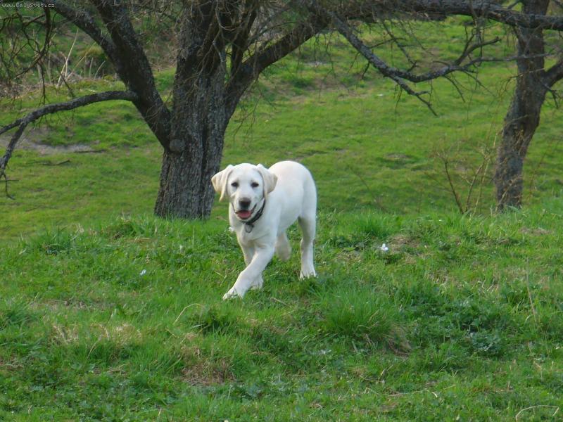 Foto: Ron