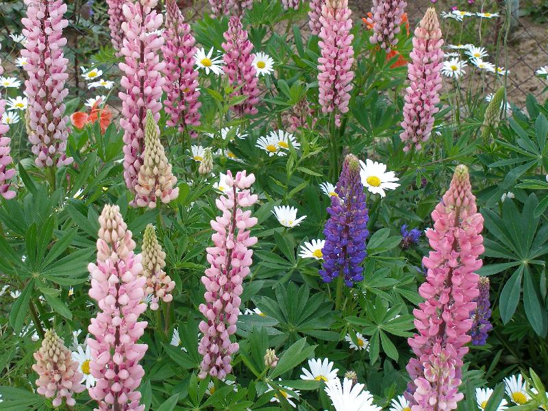 Foto: Lupinus