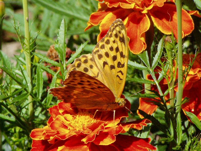 Foto: Sladk� mls�n�