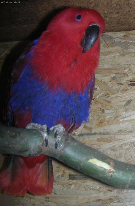 Foto: Eklektus-Eklektus