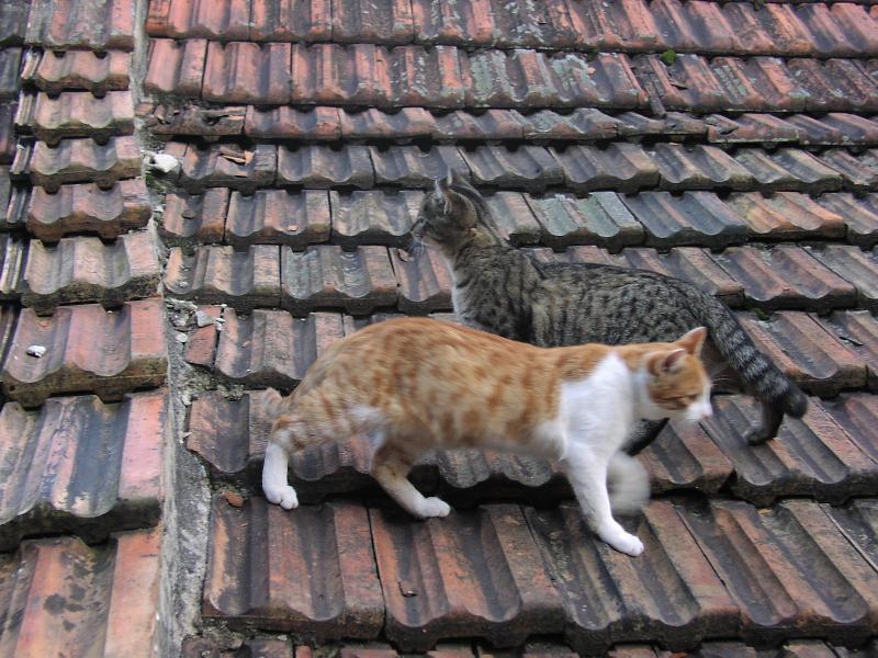 Foto: v�m�na str��