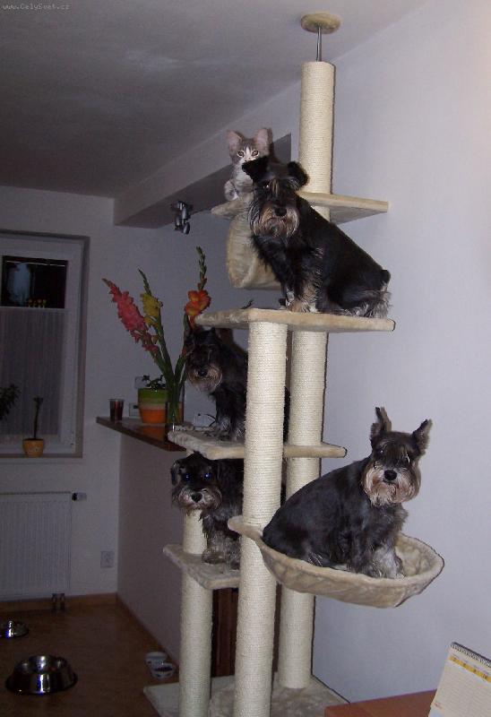 Foto: Pro� tomu v�ichni ��kaj� ko�i�� strom???