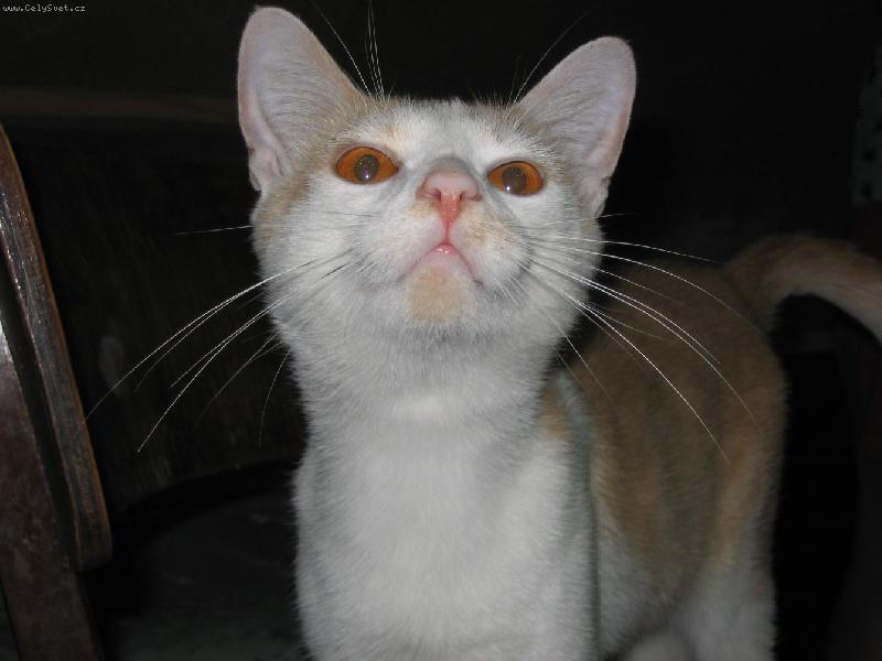 Foto: Kocourek Doln�s-Pusu :-)