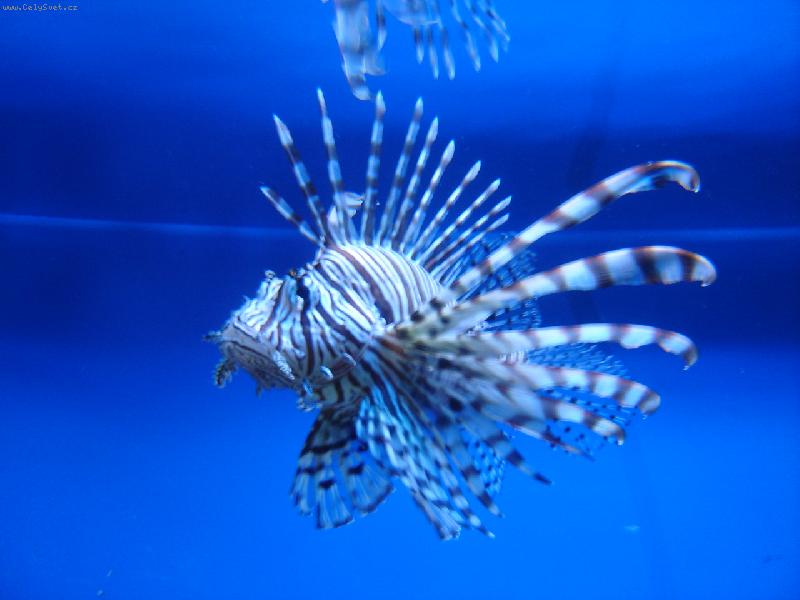 Foto: Mo�sk� ryba