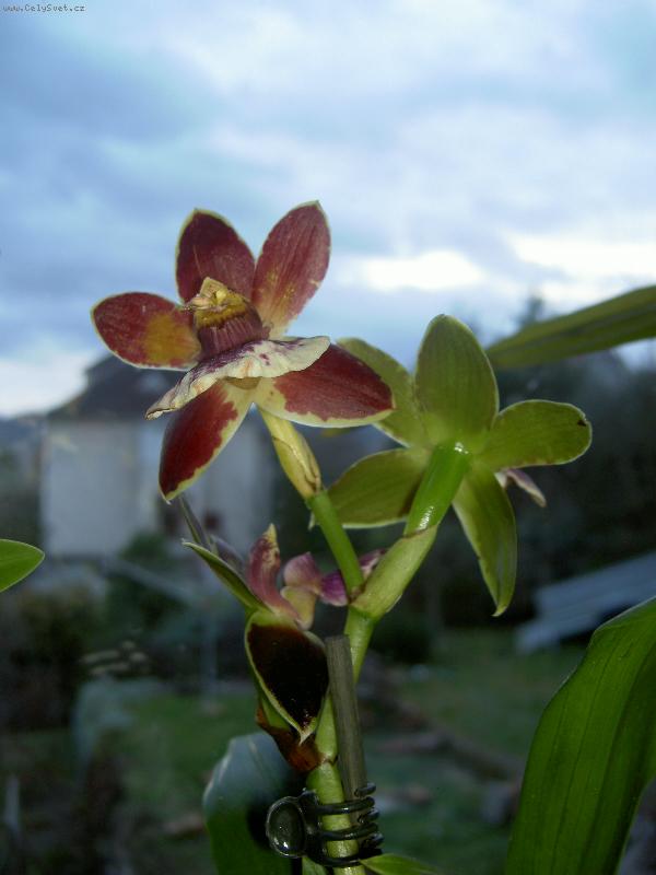 Foto: Orchidejka