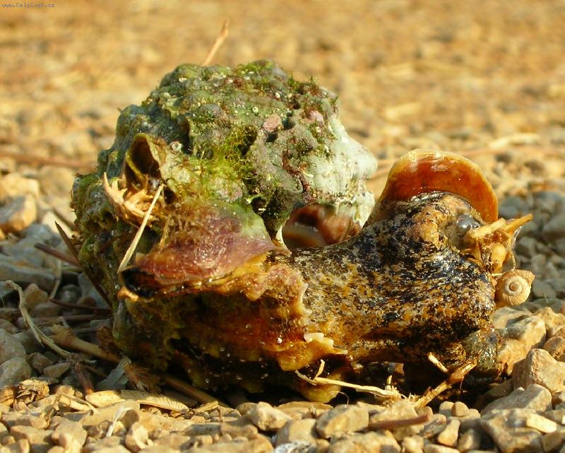 Foto: Mo�sk� nestv�rka