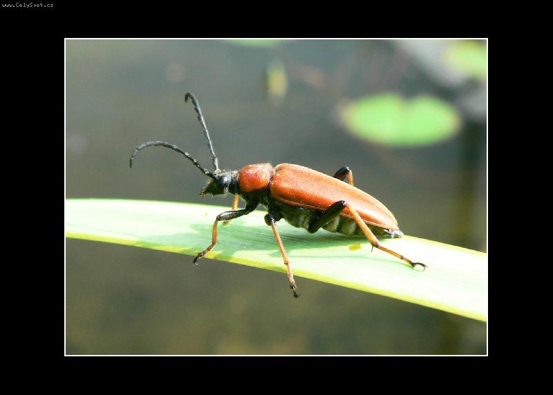 Foto: TESA��K-NA HOUPA�CE