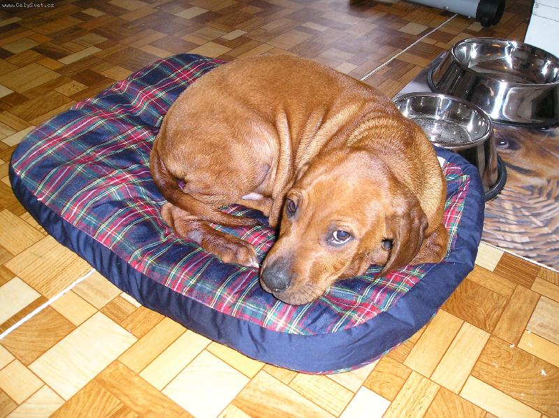 Foto: GOLDI