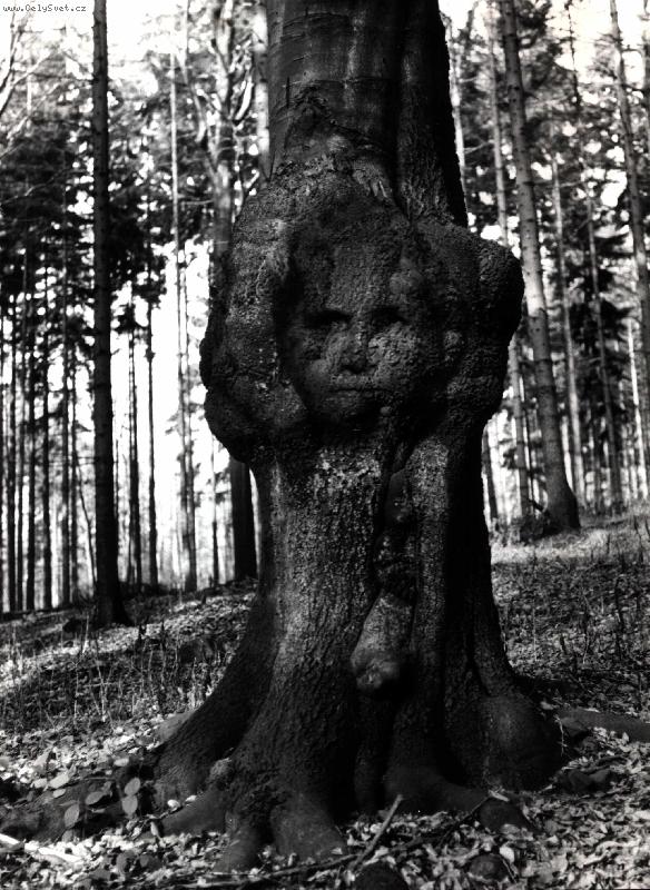 Foto: strom a �lov�k-p��roda a lid�