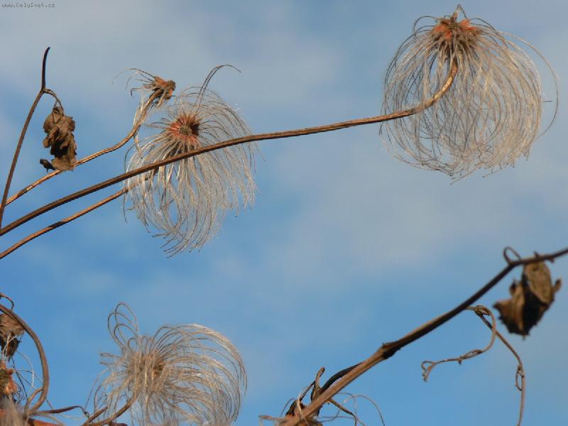 Foto: I rostliny usnuly...