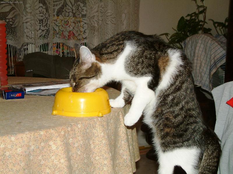 Foto: a hezky ke stolu