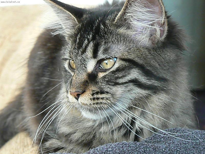 Foto: Olanka-mazl��ek...