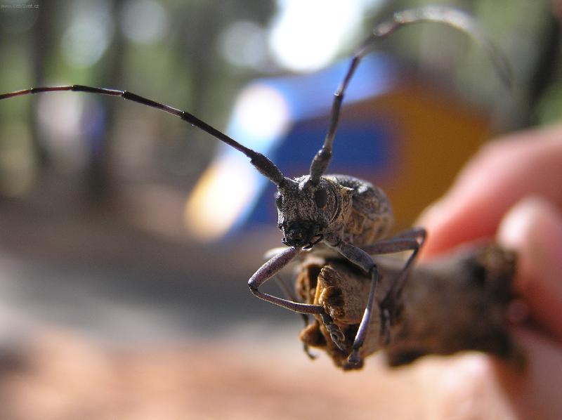 Foto: Brouk kempov�-Chorvatsko