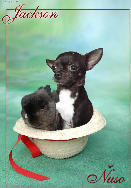 Foto: Jackson a �uso-3 ro�n� pes
