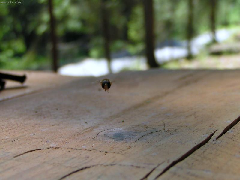 Foto: Vosi�ka-Vzlet jako vrtuln�k