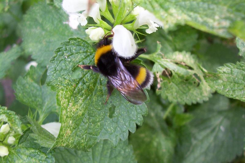 Foto: V�el� medv�dek