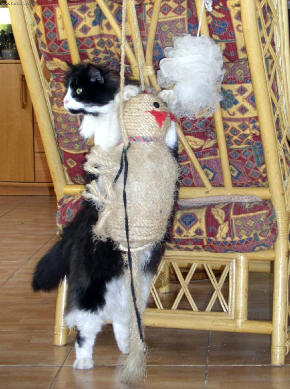 Foto: hra�i�ka Felix