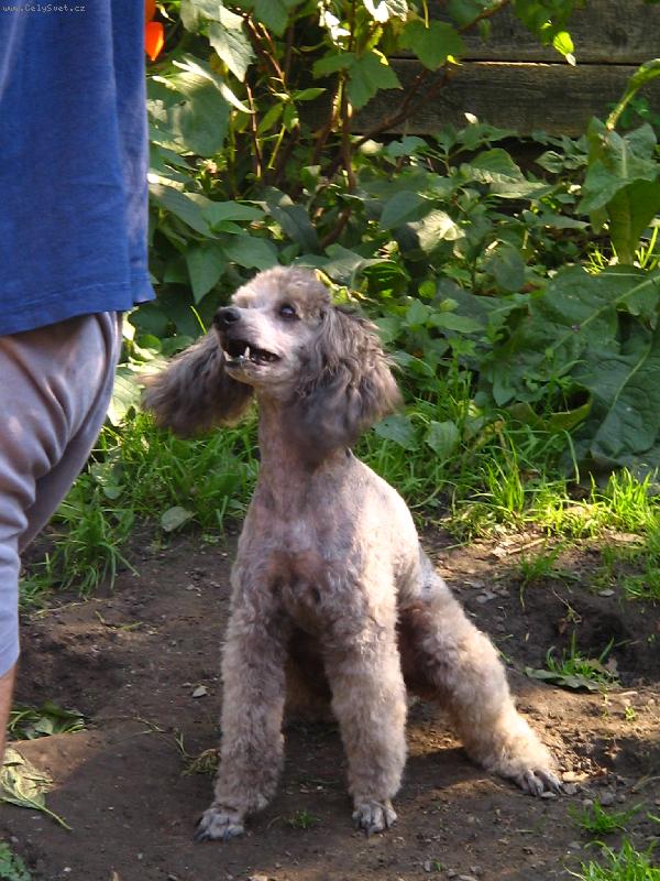 Foto: r�d se v tr�v� v�l�m