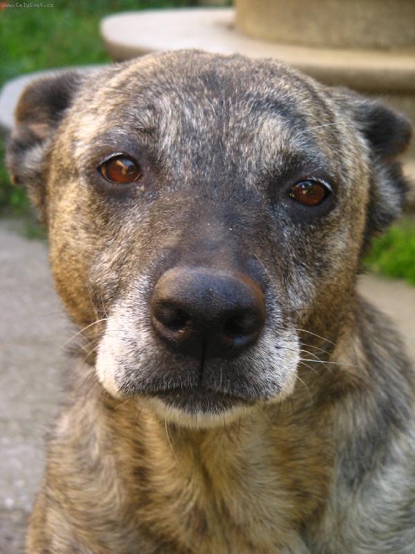 Foto: Jsem moc smutn�-Catty