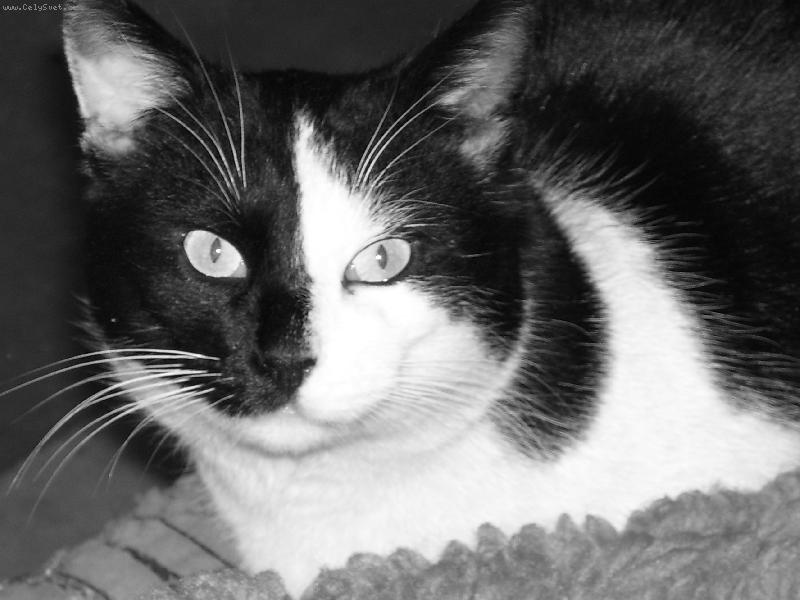 Foto: gaston-kuk
