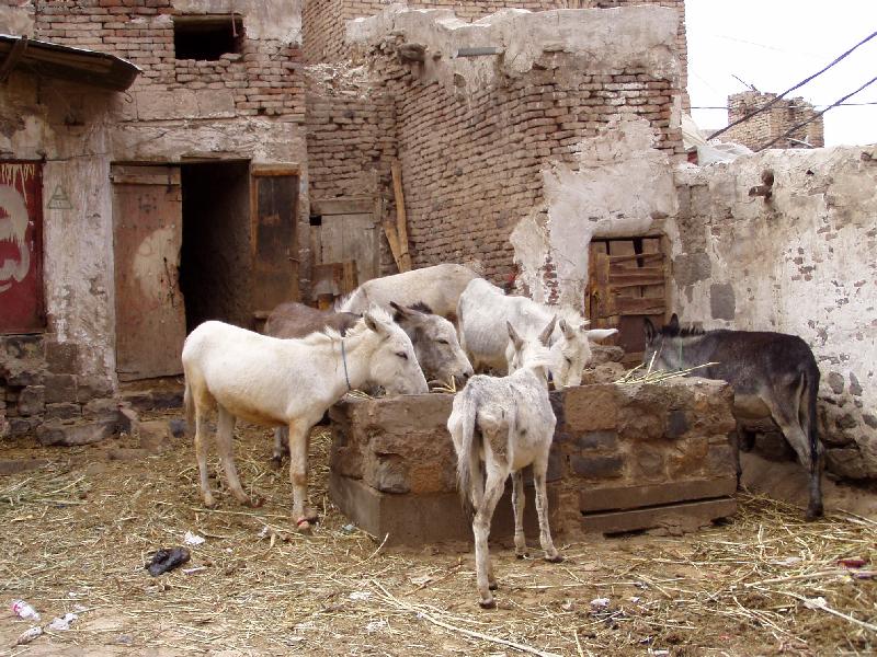 Foto: Oslov� v centru m�sta Sana�a