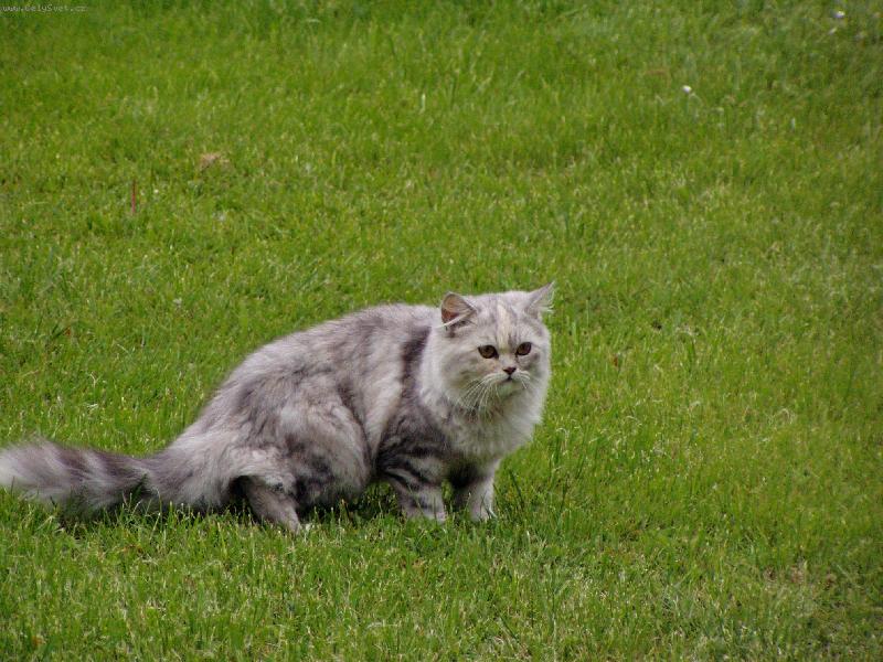 Foto: Megie-��h�m, ��h�m, ...