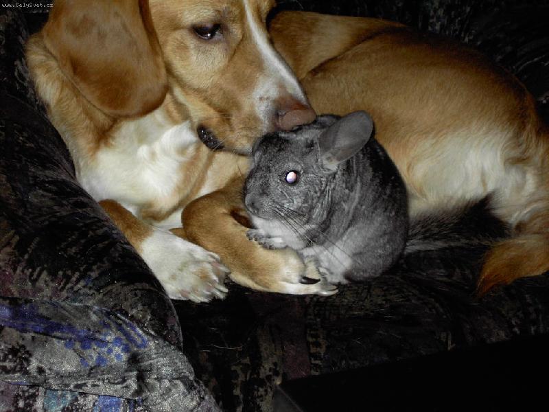 Foto: Moje zlat��ka-M�j kamar�d