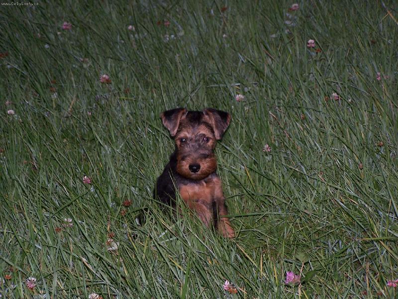 Foto: H��bek v tr�v�