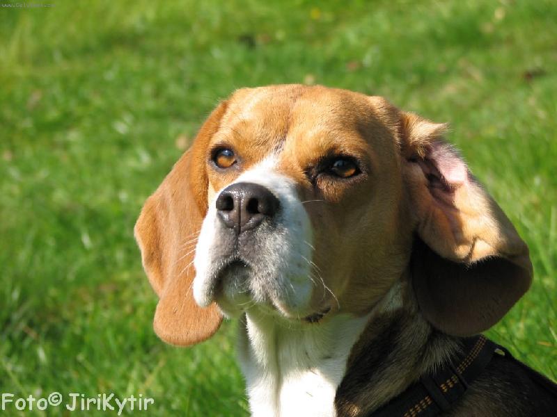 Foto: Nejsem n�kde rozcuchan�?!