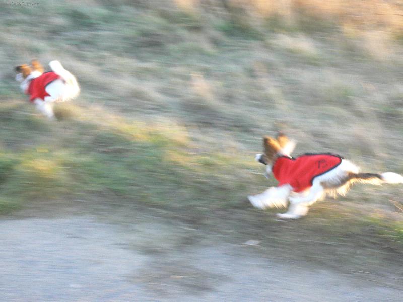 Foto: Dostihy papilonk�