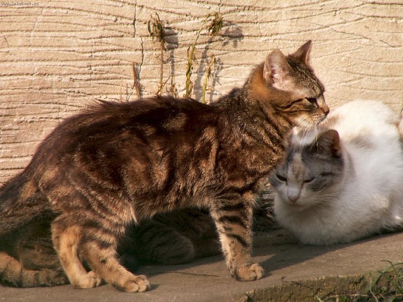 Foto: Na slun��ku