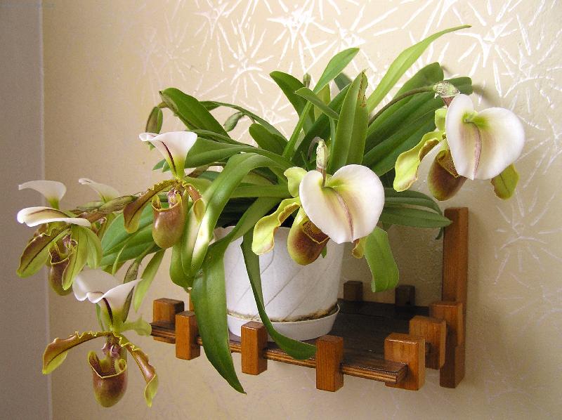 Foto: Pantofl��ek-orchidej