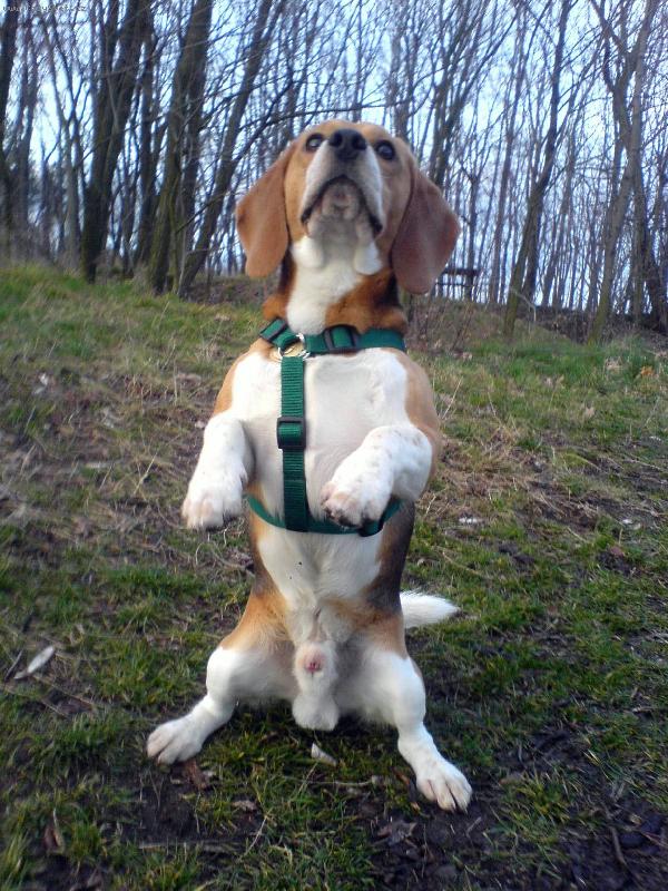 Foto: Eda-pros�m, pros�m, hlasujte pro m�