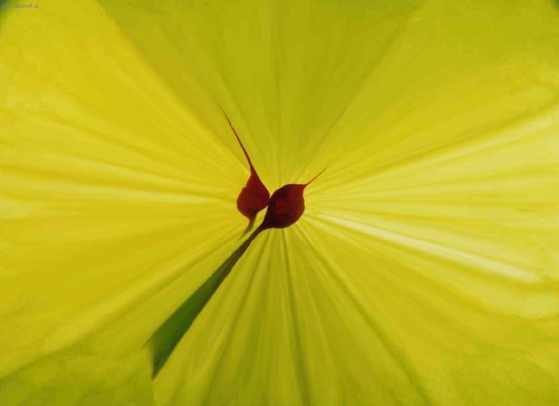 Foto: barevn� abstrakce I