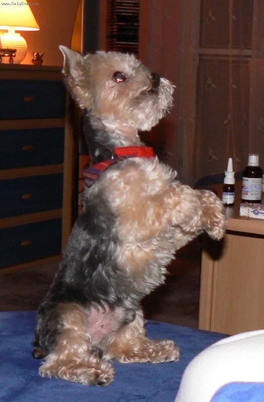 Foto: Pros�m pros�m