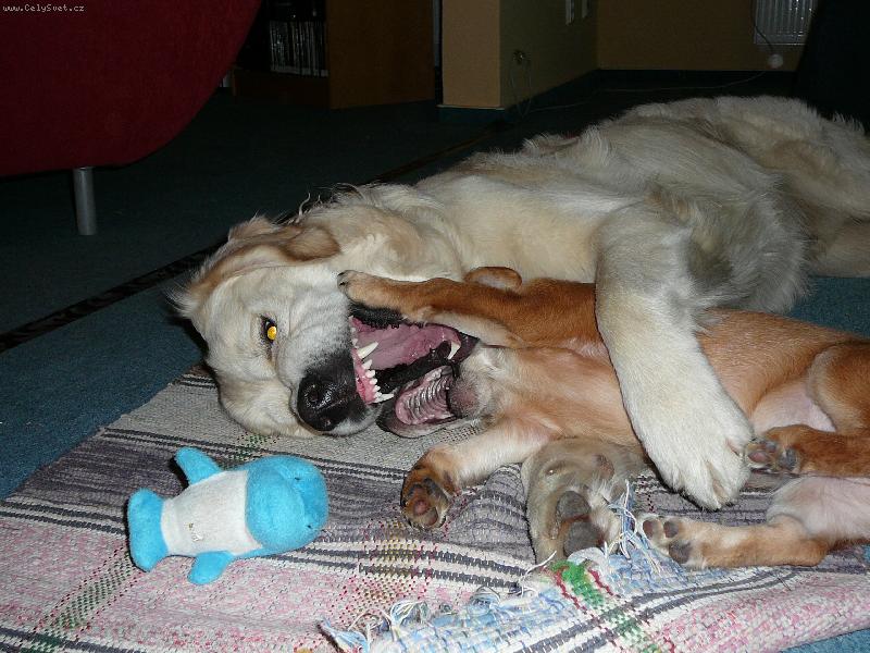 Foto: ...j� m�m v�t�� zuby...