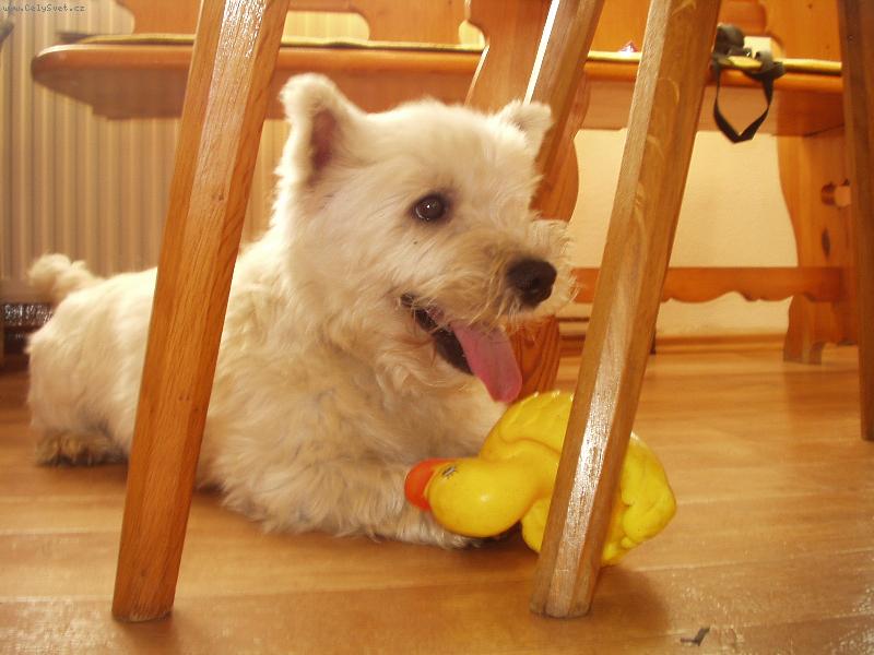 Foto: Charlie 1-cerven 2007