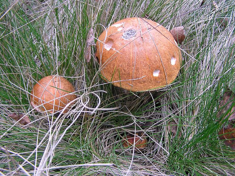 Foto: K�emen��ci-na houb�ch