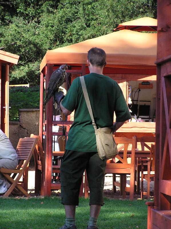 Foto: k�n� s ko�enou �epi�kou-v�cvik dravc�