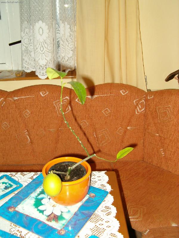 Foto: Citron�k-Opravdu, tento holej chud��ek m�l plod..:)