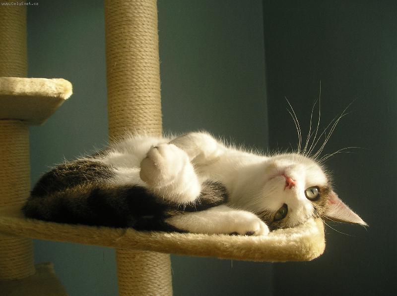 Foto: odpoledn� siesta