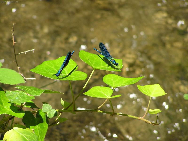 Foto: modr� drahokamy