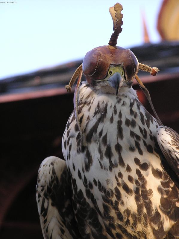 Foto: V�cvik dravc�-K�n� s ko�enou �epi�kou