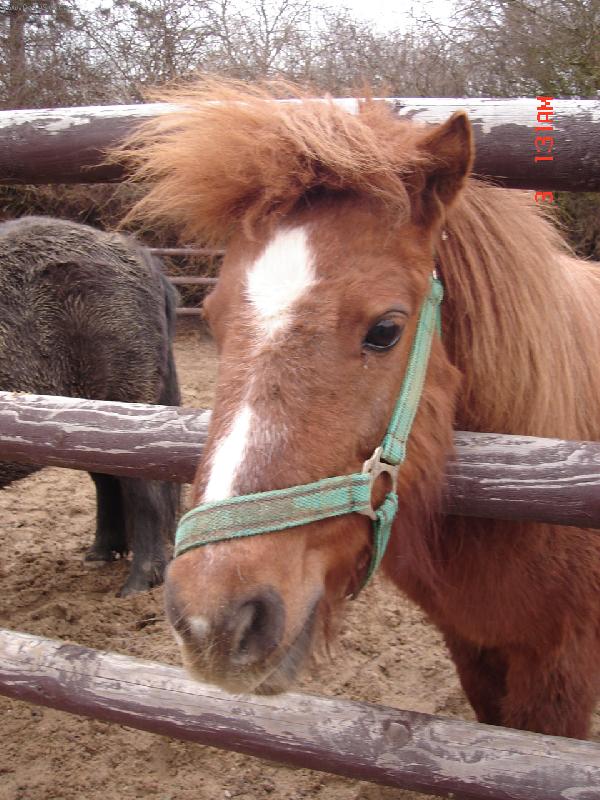 Foto: pony-pony s ��rem
